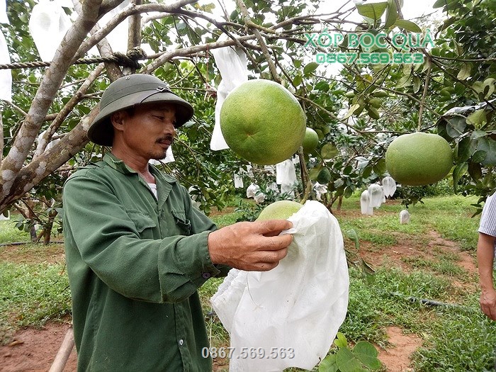 Túi giúp phòng ngừa sự châm chích, phá hại của các loại côn trùng