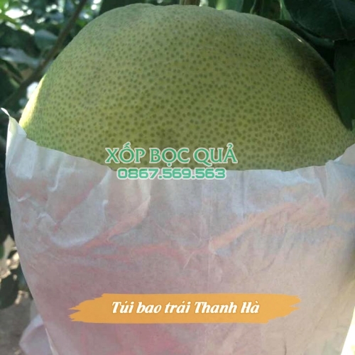 Túi bao quả bưởi Thanh Hà chất lượng cao kích thước 30x35cm