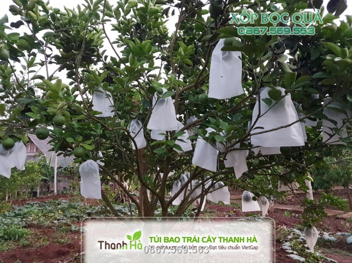 Hình ảnh nhà vườn trồng bưởi sử dụng túi vải bao trái Thanh Hà