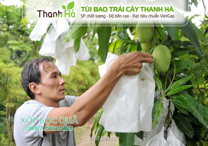 Túi hỗ trợ trái cho năng suất cao, mẫu mã đẹp giúp tăng giá trị kinh tế