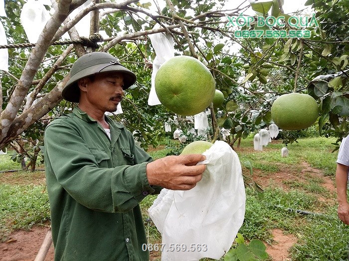 Túi vải bao trái giúp bảo vệ trái khỏi các tác nhân gây hại từ bên ngoài rất hiệu quả