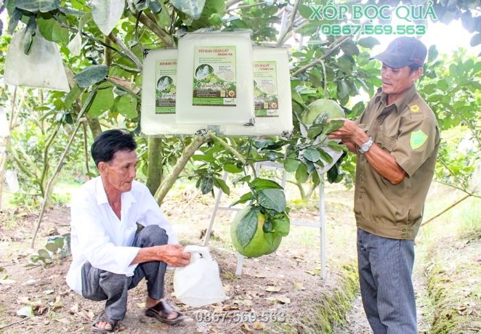 Sử dụng túi Thanh Hà giúp phòng ngừa và ngăn chặn sự phá hại của sâu hại và côn trùng